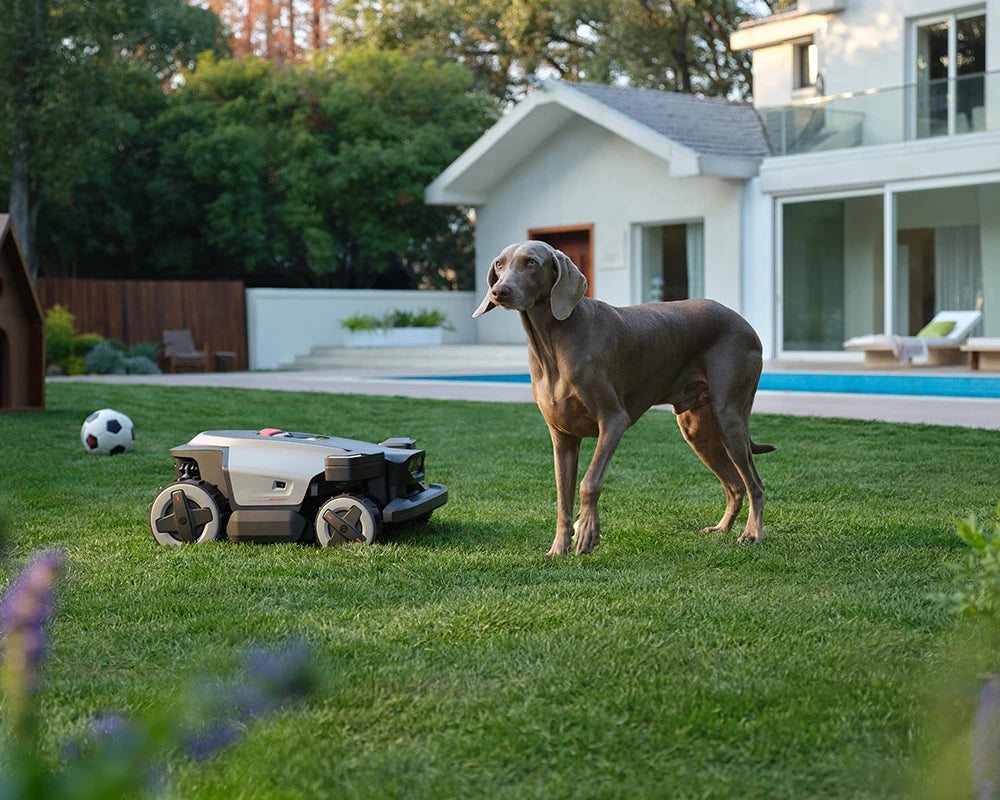 RockMow Z1 robotic lawn mower operating safely around a dog in a modern garden.